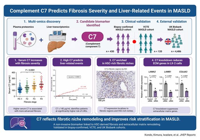 Complement C7 Predicts Fibrosis Severity and Liver-Related Events in MASLD