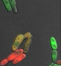 The Fungus <em>Candida albicans</em> Mate