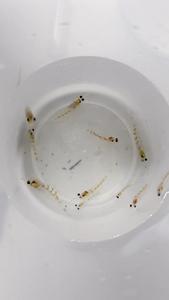 Gulf of Maine zooplankton