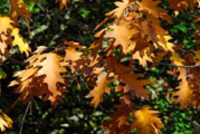 Autumn Leaves