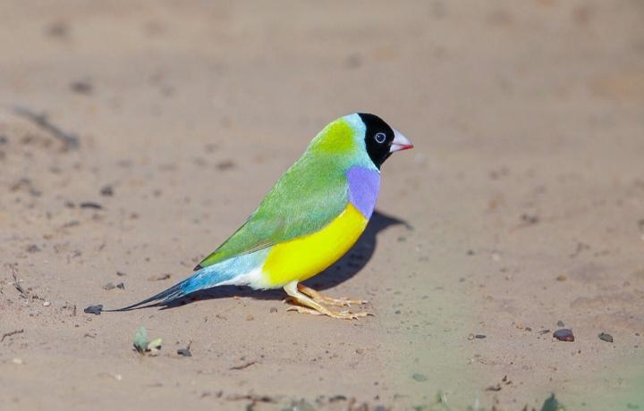 Black-Headed Gouldian Finch
