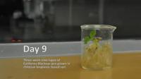 New Bioplastic Helps Plants Grow