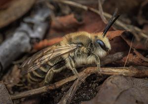 Cellophane bee