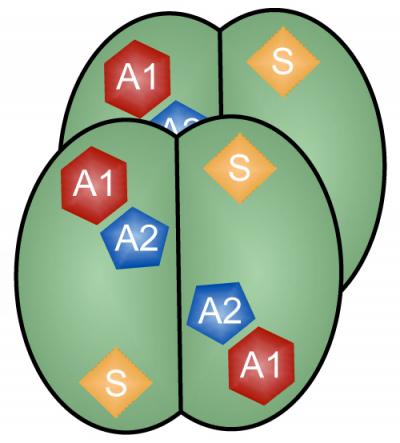 Activated SAMHD1, an HIV-Fighting Enzyme