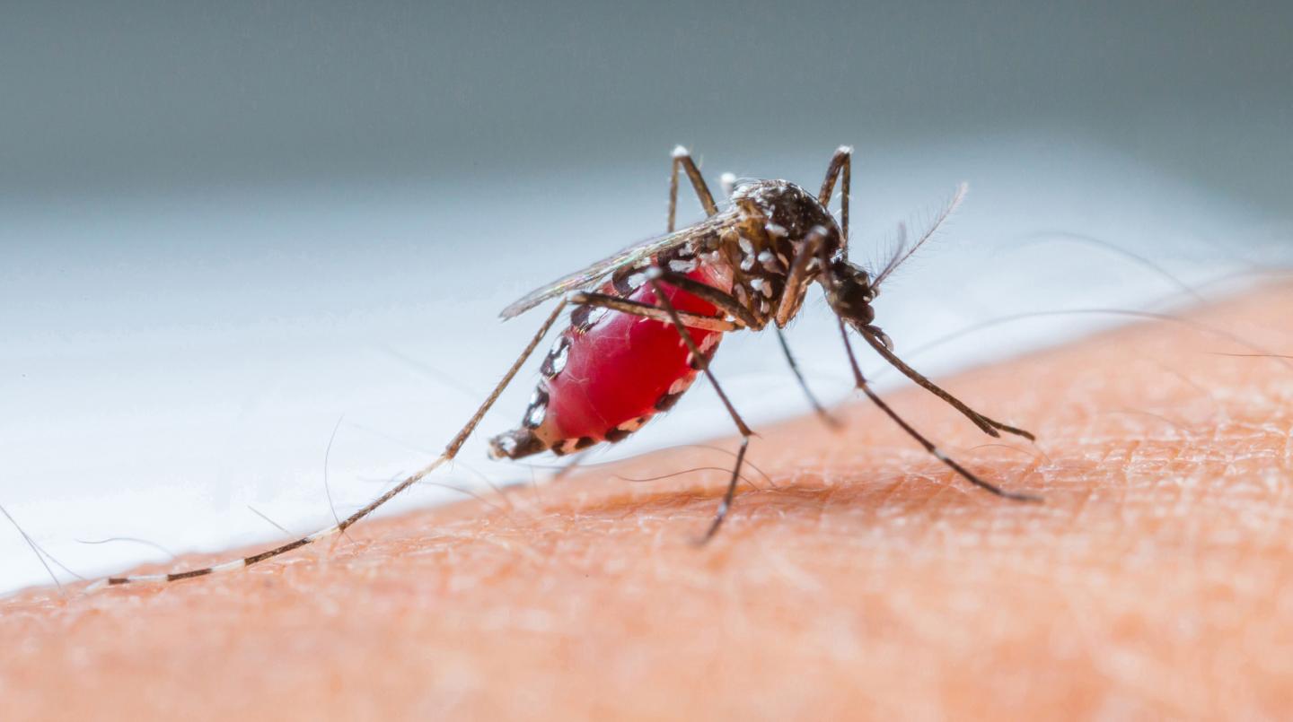 Malaria