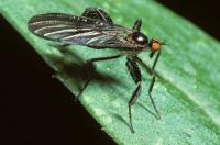 Dance Fly 
