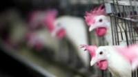 Chicken Vocalization Video