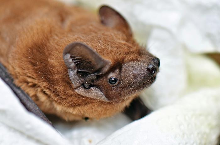 Common noctule - Nyctalus noctula