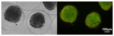 Microcapsule Implants Containing Insulin-Producing Pancreatic Cells