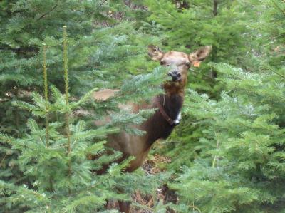 Cow Elk in Grazing Trial
