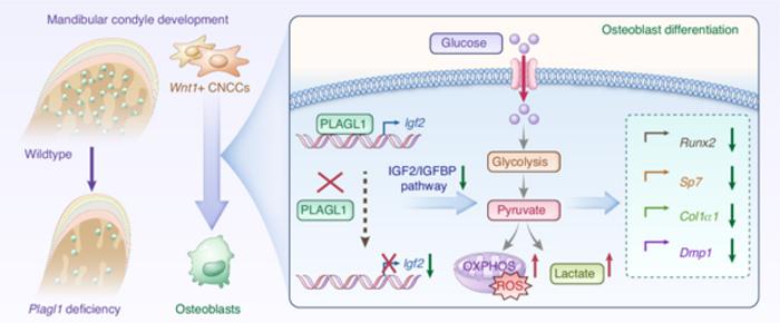 PLAGL1-IGF2 Axis Regulates Jaw Bone Growth
