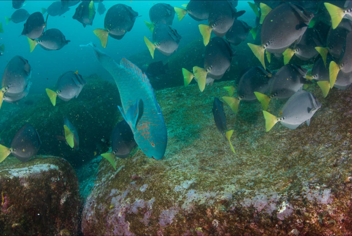 Analyzing Biodiversity