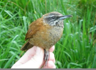 Fortune Wren