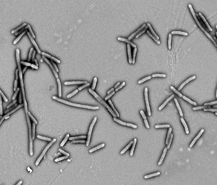 Gut Bacteria