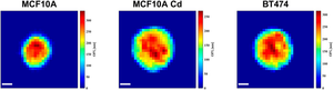 Single Cell Images