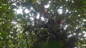 Example of young orangutan observing and then practicing nest building