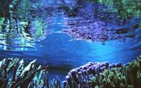 Vegetation Under Water