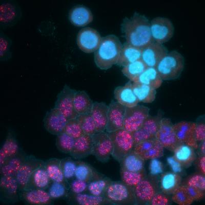 MEMOIR Cells
