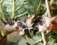 Ants 