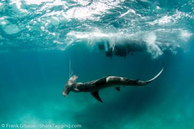Hammerhead Shark