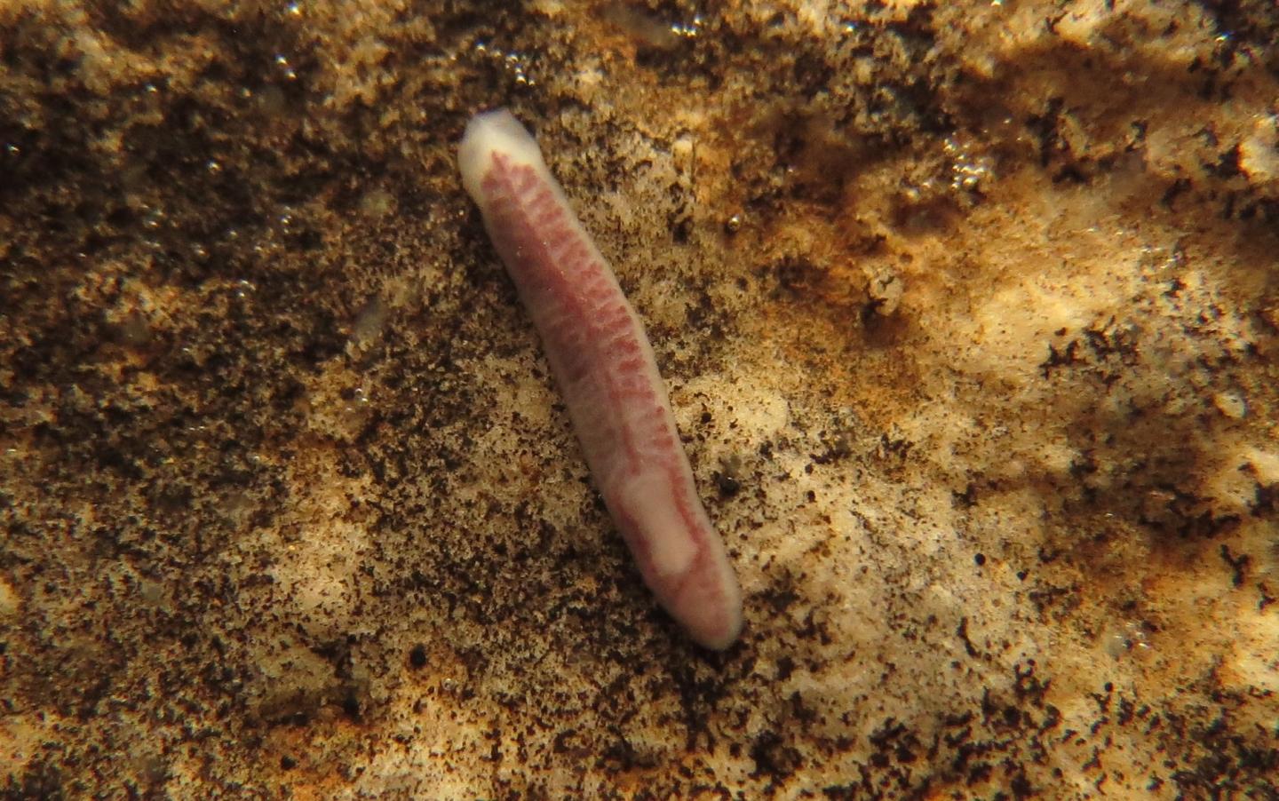 <i>Hausera hauseri</i>