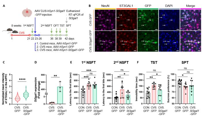 Figure 4. Alleviation of depression-like behaviors by restoring St3gal1 expression in the mPFC