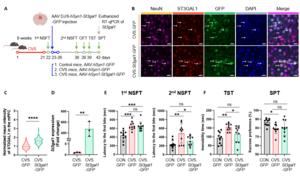 Figure 4. Alleviation of depression-like behaviors by restoring St3gal1 expression in the mPFC