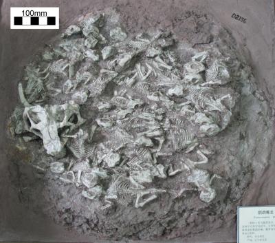 Fossil Babysitter?