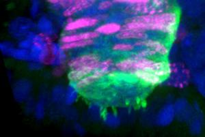 Solving a Basic Challenge in Regenerative Biology