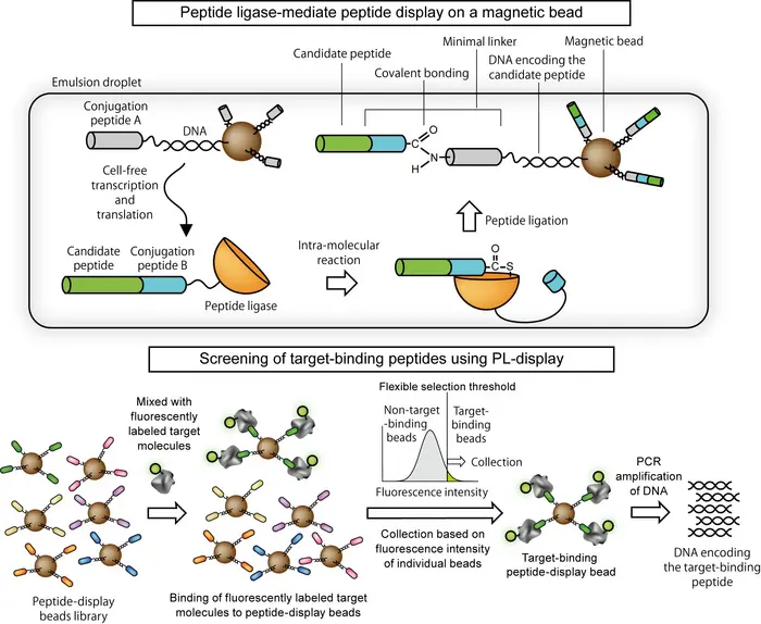 Peptide Ligase Mediated Peptide Display on A Magnetic Bead and The Screening Method