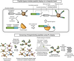 Peptide Ligase Mediated Peptide Display on A Magnetic Bead and The Screening Method
