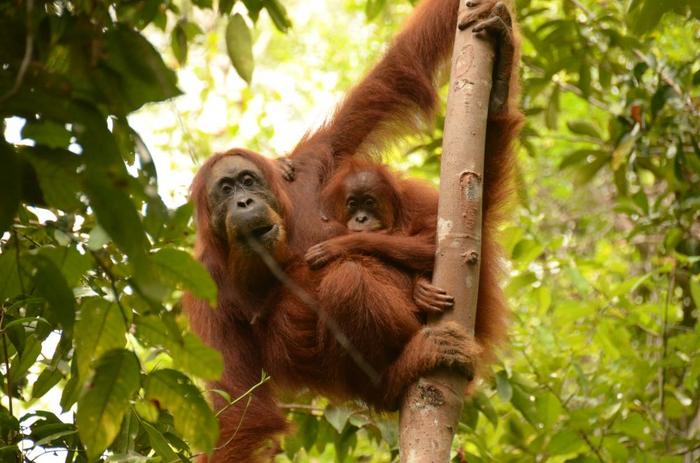 Mother and infant