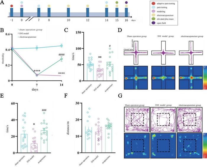 Comparison of the hyperalgesia and anxiety-like behaviors of mice in the 3 groups（ ±s ）