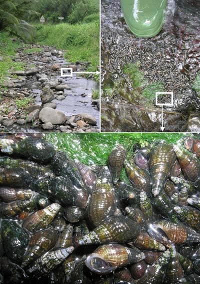 Fast-moving Snails
