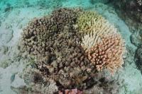 Feather Reef