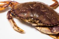 Valuable shellfish