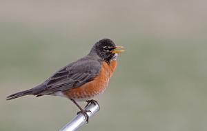 American Robin