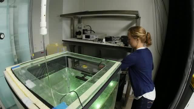 The krill factor in ocean mixing