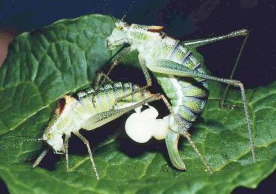 Bushcrickets