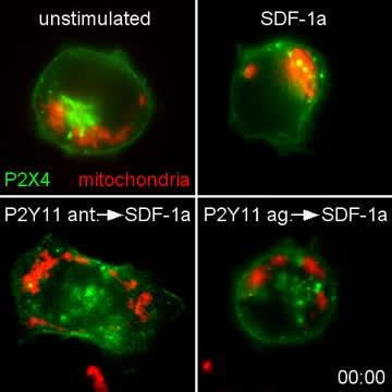 Purinergic Signaling Polarizes T Cells to Allow Them to Migrate (1 of 1)