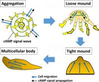 Fig. 1. Model of Intercellular Signaling