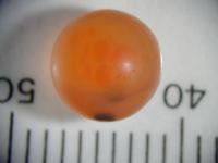 Salmon Egg