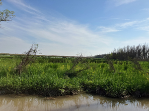 Field site