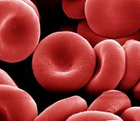 Red Blood Cells