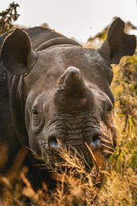 Dehorned black rhino