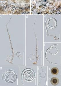 Neohelicomyces puerensis
