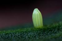 Egg Laid by <i>Pieris rapae</i>