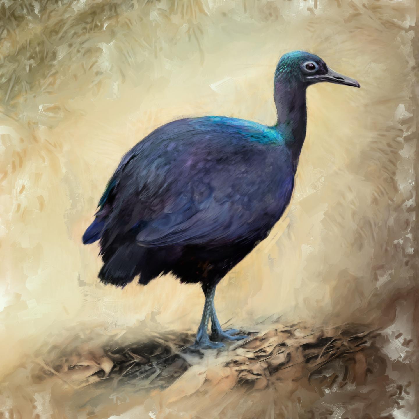 Calcaivis