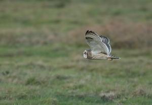 Short-eared Owl in flight