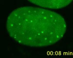 VIdeo of eGFP in action